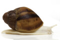 Archachatina marginata suturalis typ 4 albino body juvenil